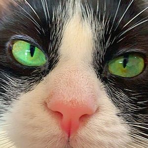 Meet your Posher, Deisy